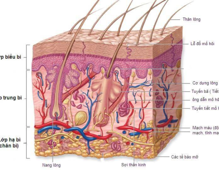 Cấu tạo và chức năng da